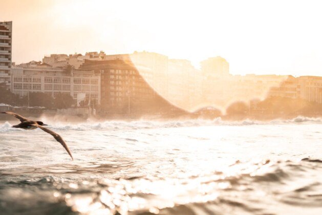 L’albatros : Combien de temps peut-il voler sans se poser ?