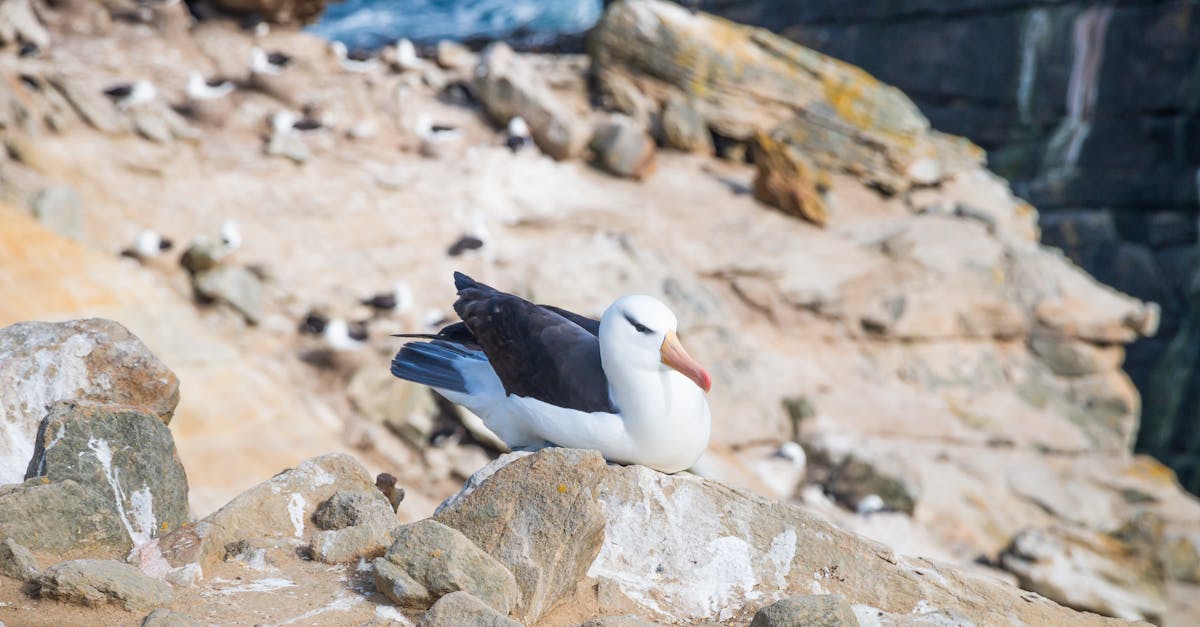 découvrez l'albatros, cet oiseau majestueux aux grandes ailes. apprenez sur son habitat, ses caractéristiques uniques et son incroyable capacité à parcourir des milliers de kilomètres au-dessus des océans. idéal pour les passionnés de nature et de biodiversité.
