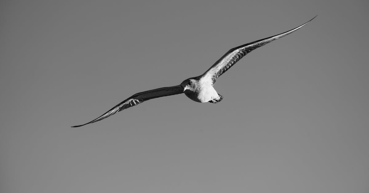 découvrez l'albatros, un oiseau marin majestueux aux longues ailes, connu pour ses capacités de vol impressionnantes et son habitat océanique. apprenez-en plus sur son comportement, sa migration et son rôle écologique crucial dans l'écosystème marin.