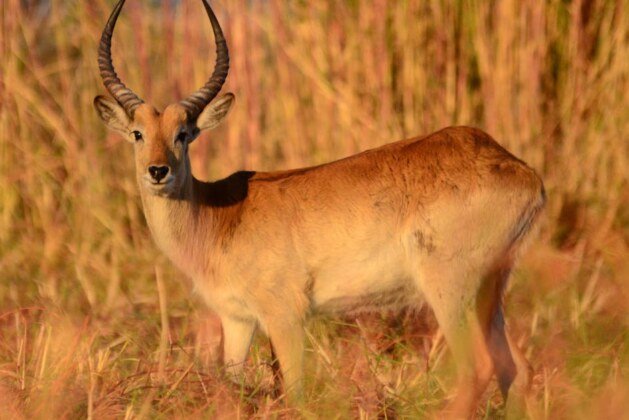 Quelle est la distinction entre l’antilope, la gazelle et l’impala ?