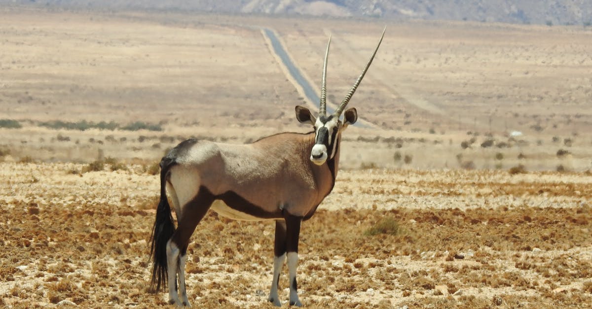 découvrez le fascinant monde des antilopes, ces élégants mammifères herbivores qui peuplent les savanes et les prairies. apprenez-en davantage sur leurs caractéristiques, leurs habitats et leur comportement, ainsi que l'importance de leur conservation dans l'écosystème.