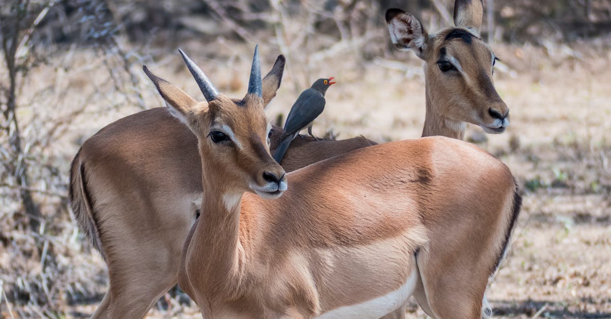 découvrez le monde fascinant des antilopes, ces élégants mammifères herbivores célèbres pour leur agilité et leur rapidité. plongez dans leur habitat naturel, apprenez sur leurs différentes espèces et leur rôle dans l'écosystème.