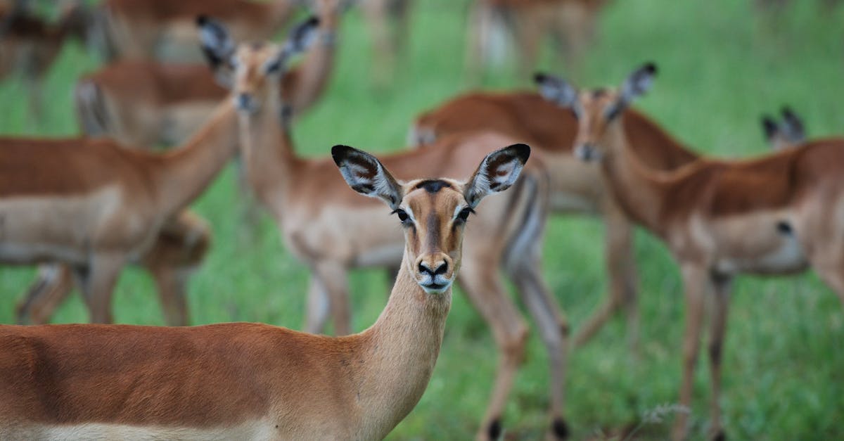 découvrez l'antilope, une créature gracieuse et rapide des savanes africaines. apprenez tout sur ses différentes espèces, son habitat naturel, son comportement fascinant et son rôle essentiel dans l'écosystème.