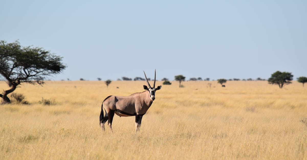 découvrez le monde fascinant des antilopes, ces majestueux mammifères herbivores. explorez leur habitat, leur comportement et les différentes espèces qui peuplent les savanes et les prairies. apprenez comment ces animaux s'adaptent à leur environnement et les enjeux de leur conservation.