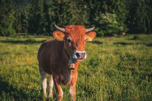 Comment s’appelle le petit de la baleine ?