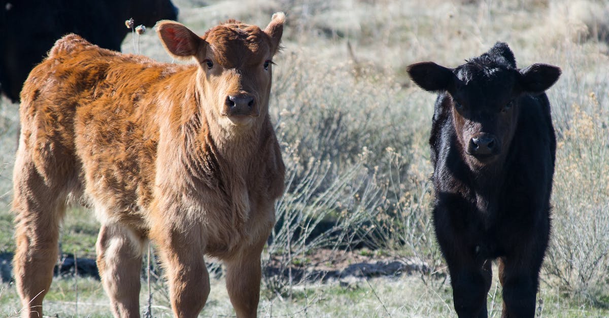 découvrez tout sur le veau, cet animal fascinant. apprenez ses caractéristiques, son habitat, son rôle dans l'agriculture et son importance dans l'écosystème. plongez dans l'univers des jeunes bovins et leur élevage.