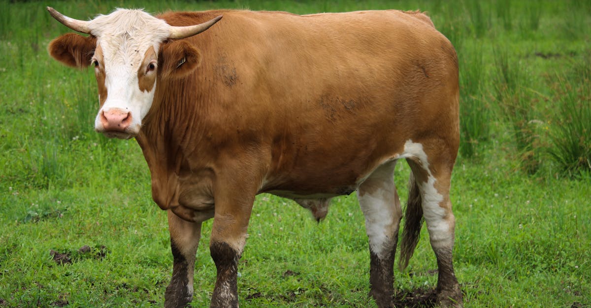 découvrez tout sur les veaux : leur élevage, leur alimentation et leur importance dans le monde de l'agriculture. informez-vous sur les différentes races, les soins à leur apporter et les enjeux liés à leur bien-être.