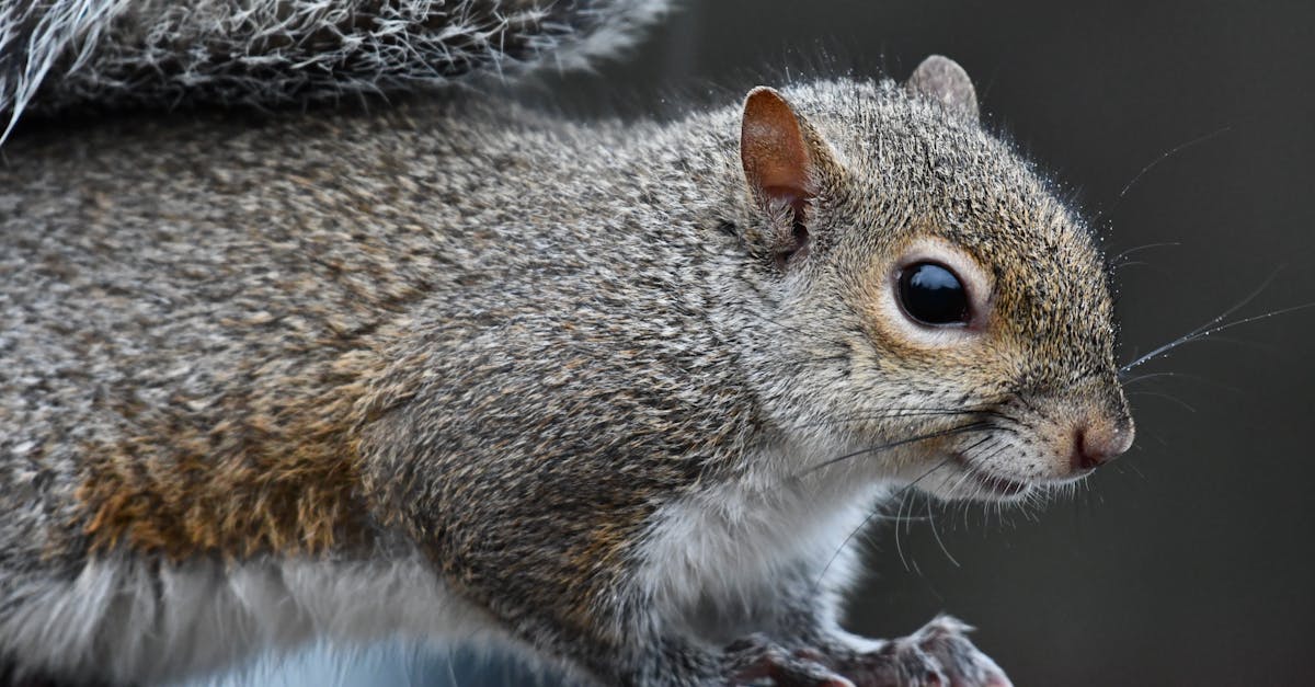 découvrez notre collection des créations les plus mignonnes, alliant douceur et style pour enchanter votre quotidien. laissez-vous séduire par les designs adorables et uniques qui réchaufferont votre cœur.