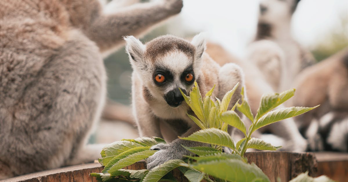 découvrez les animaux les plus adorables et attendrissants du monde. plongez dans un univers de tendresse avec les plus mignons d'entre eux, de leurs caractéristiques à leurs comportements. un véritable régal pour les amoureux des animaux !