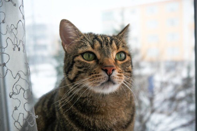 Quel animal peut revendiquer le titre de plus mignon au monde ?