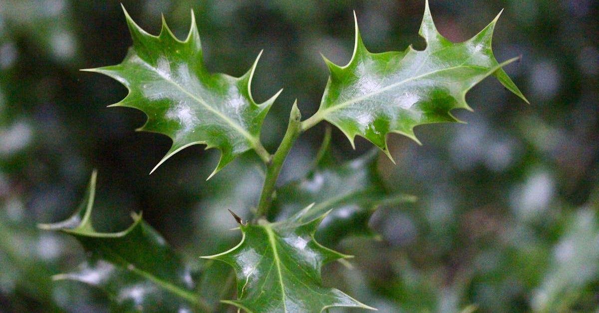 découvrez l'essence de la distinction : un voyage à travers les valeurs d'excellence, de reconnaissance et d'authenticité. explorez comment la distinction se manifeste dans différents domaines et inspire l'innovation et la créativité.