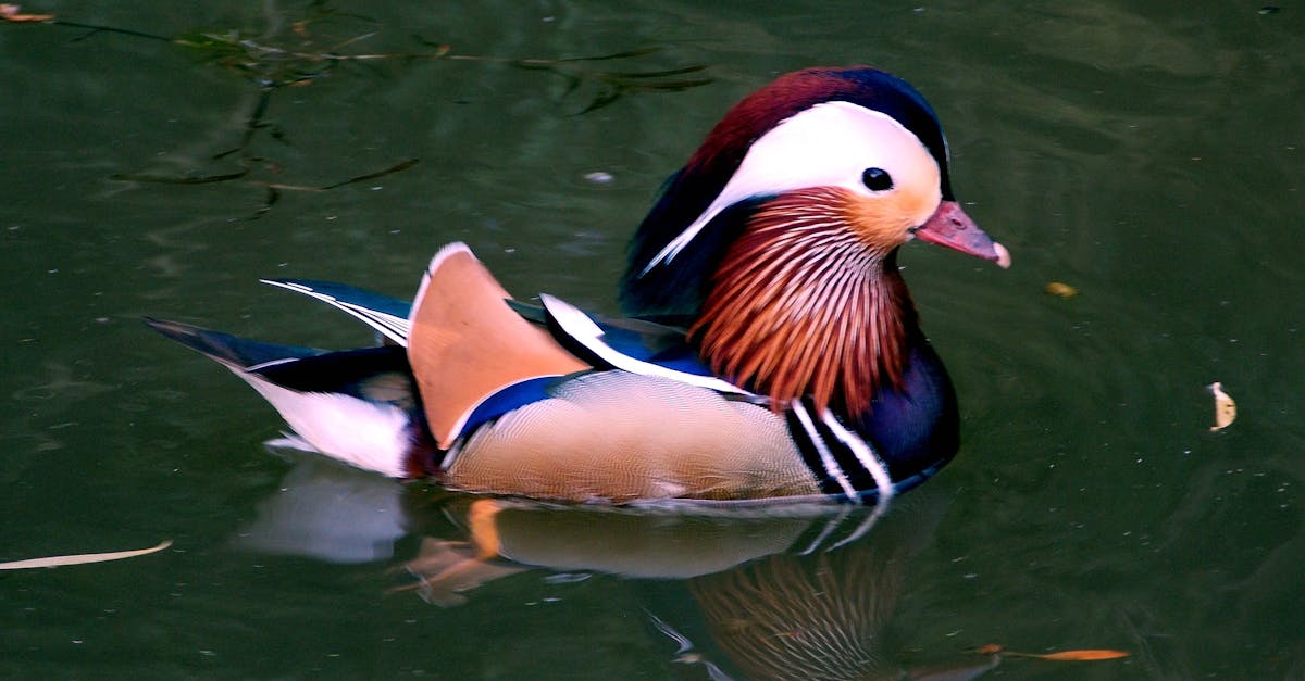 découvrez le monde fascinant des canards : des informations sur leur habitat, leur comportement, et leur rôle dans l'écosystème. apprenez à mieux connaître ces oiseaux aquatiques adorables et leur importance dans la biodiversité.