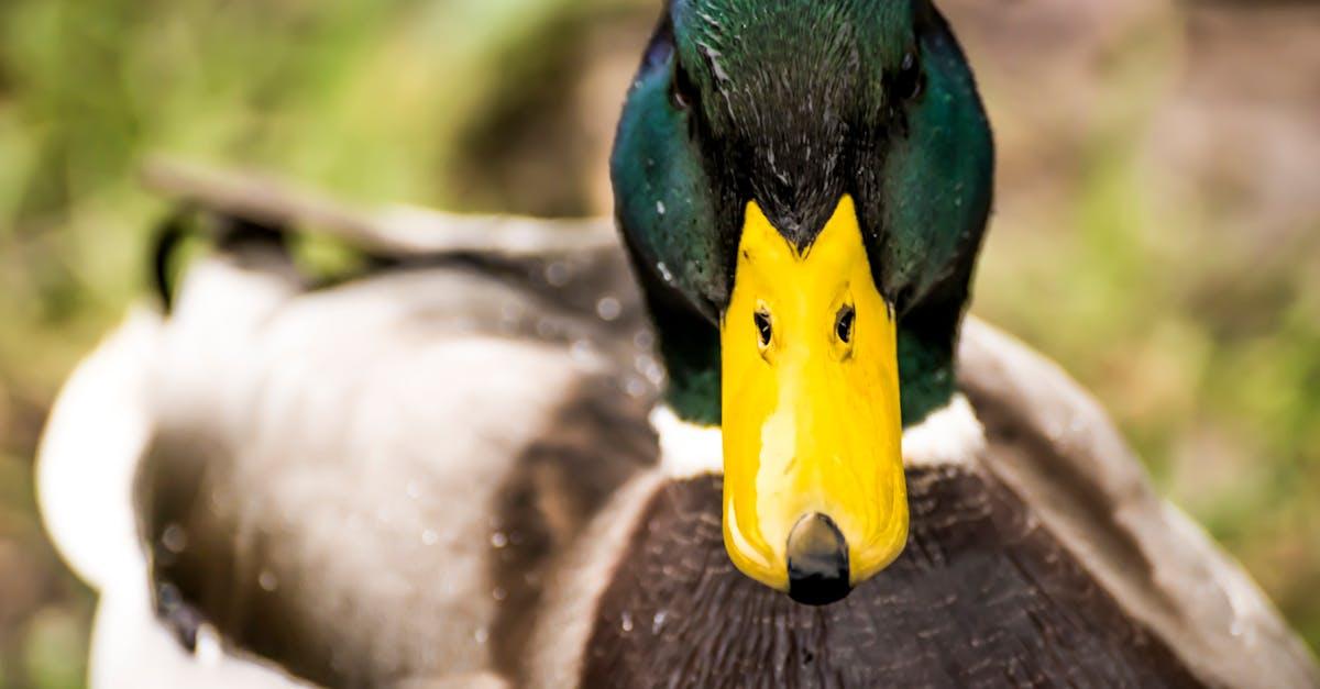 découvrez l'univers fascinant des canards : leur habitat, leur comportement, et des conseils pour les observer et les préserver dans la nature.