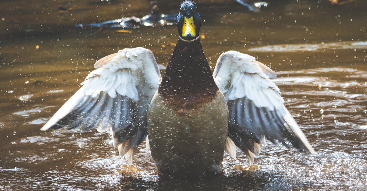 découvrez tout sur les canards : espèces, habitats, comportements et conseils pour les observer dans la nature. plongez dans l'univers fascinant de ces oiseaux aquatiques colorés.