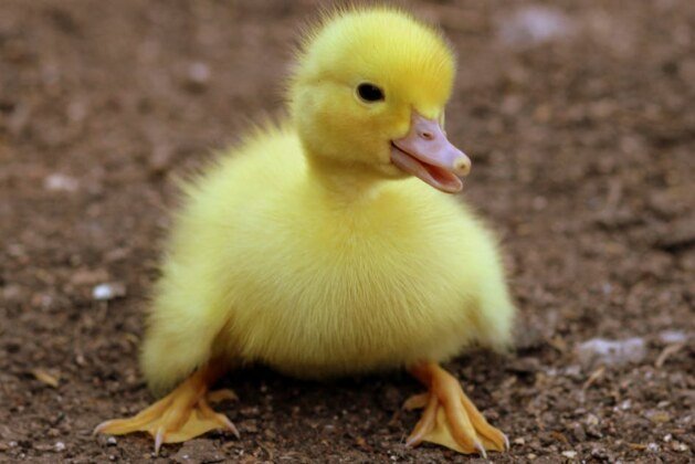 Quel est le cri du canard et pourquoi l’appelle-t-on ainsi ?