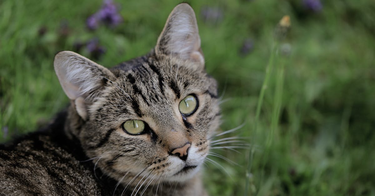 découvrez les animaux les plus doux et affectueux de la planète. plongez dans l'univers fascinant des créatures les plus gentilles, de leur comportement apaisant à leur relation harmonieuse avec les humains et leur habitat naturel.