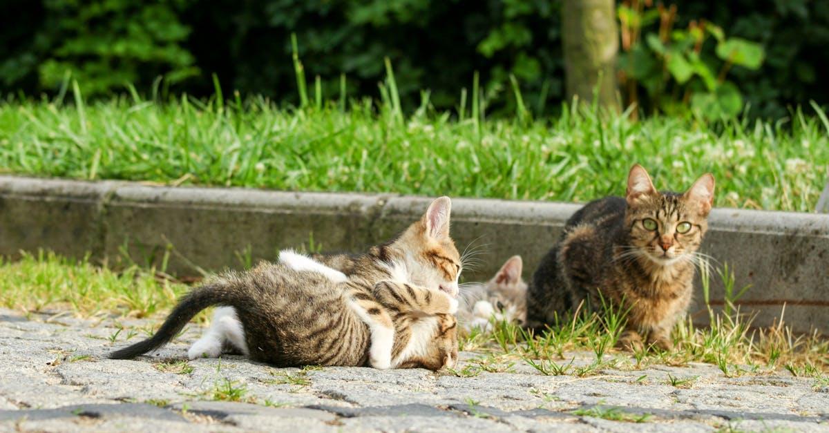 découvrez le monde fascinant des animaux les plus doux et paisibles de la nature. apprenez à connaître leurs comportements, habitats et caractéristiques uniques qui font de ces créatures les plus tendres de la faune.