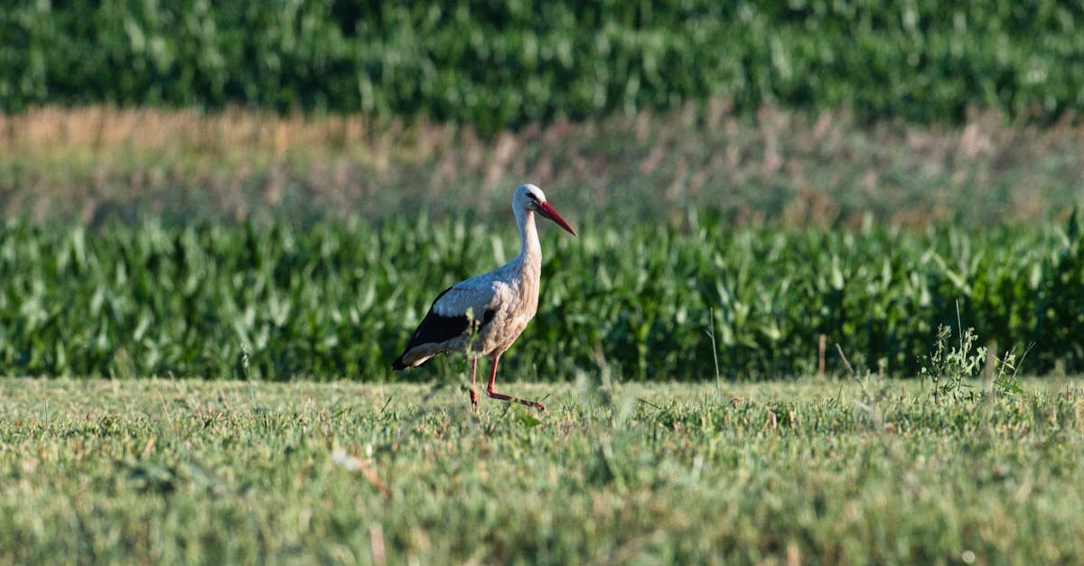 découvrez le monde fascinant des animaux les plus doux. du paresseux au dauphin, explorez les créatures qui incarnent la tendresse et la paix. apprenez comment ces gentils animaux influencent notre bien-être et notre environnement.