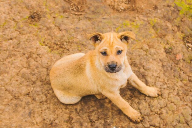Découvrez l’animal le plus gentil du monde !