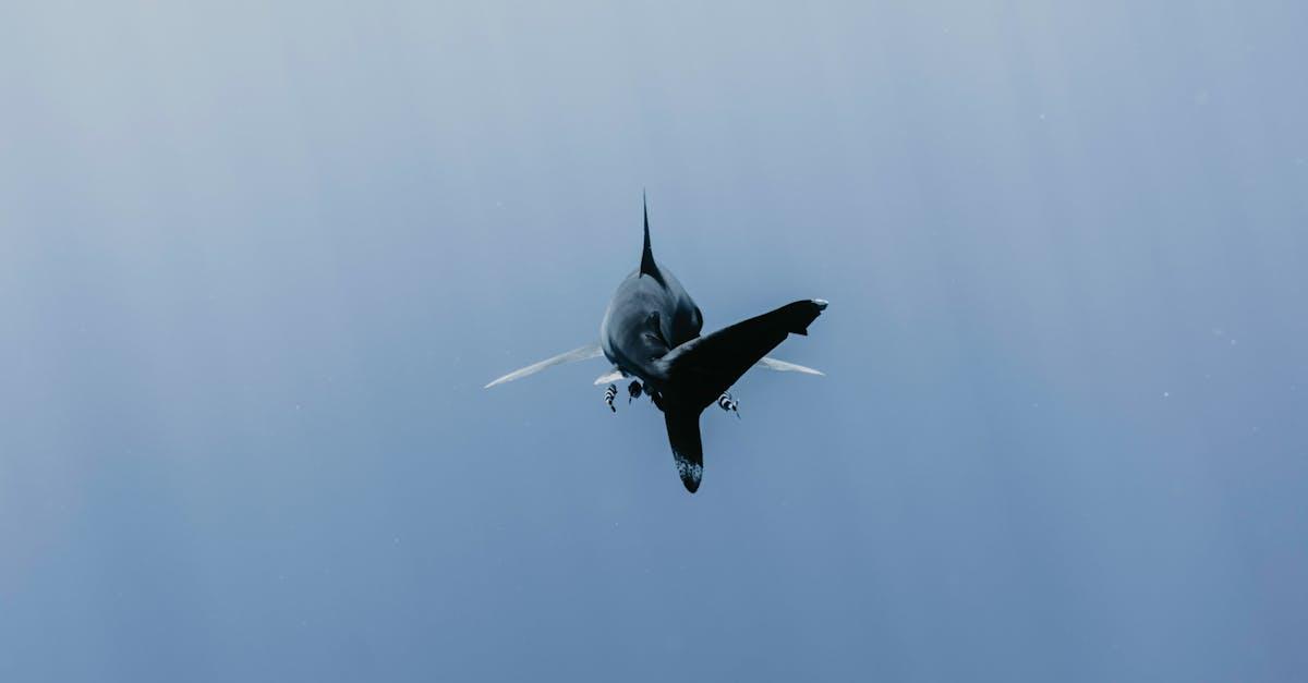 découvrez le grand requin blanc, l'un des prédateurs marins les plus fascinants et redoutés. explorez ses caractéristiques, son habitat, et son rôle crucial dans l'écosystème marin.