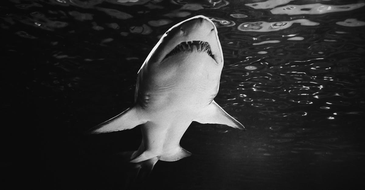 découvrez le grand requin blanc, un prédateur emblématique des mers. explorez ses caractéristiques fascinantes, son habitat et son rôle dans l'écosystème marin. apprenez-en plus sur cette créature majestueuse et les efforts de conservation qui protègent cette espèce impressionnante.