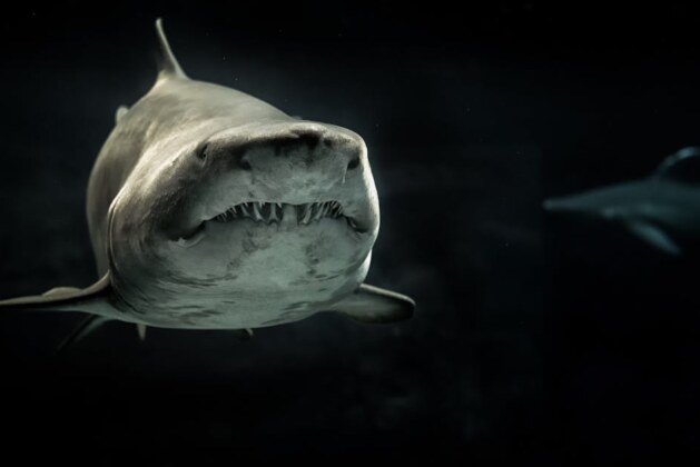 Quels sont les prédateurs naturels du grand requin blanc ?