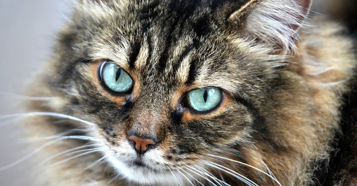 découvrez l'univers charmant de hello kitty, la célèbre petite chatte au nœud rose. plongez dans un monde d'aventures adorables, de produits et de nouveautés inspirés de ce personnage iconique. parfait pour les fans de tous âges !