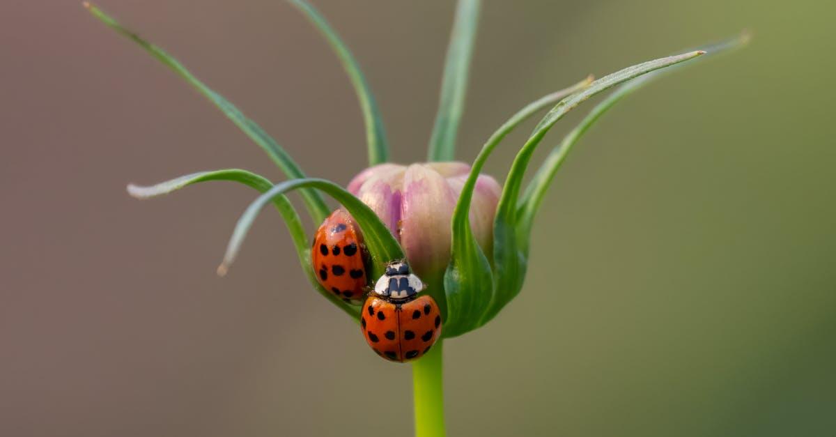 découvrez l'univers fascinant des coccinelles, ces insectes aux couleurs vibrantes et aux comportements intriguants. apprenez tout sur leur habitat, leurs habitudes alimentaires et leur rôle essentiel dans l'équilibre écologique.