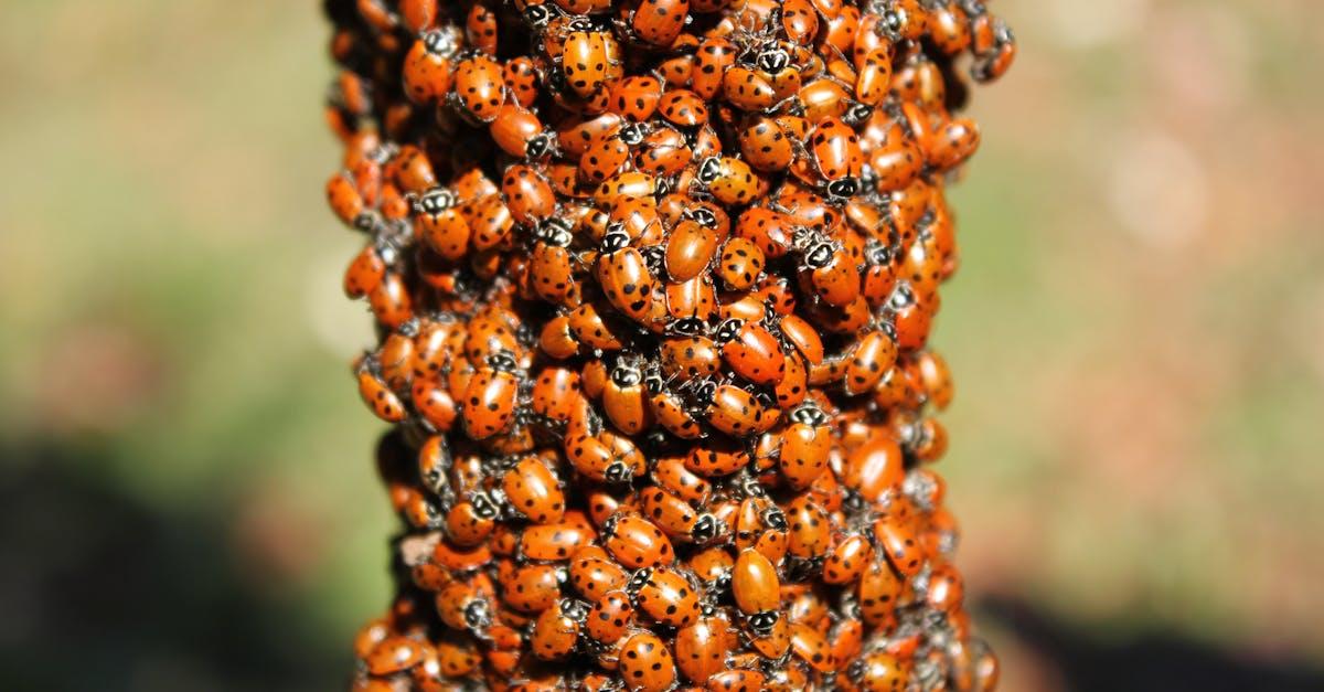 découvrez l'univers fascinant des coccinelles, ces insectes colorés et bénéfiques pour votre jardin. apprenez tout sur leur mode de vie, leurs habitudes alimentaires et l'importance des coccinelles dans l'écosystème. plantez des fleurs attractives pour les encourager et propagez la biodiversité autour de vous!