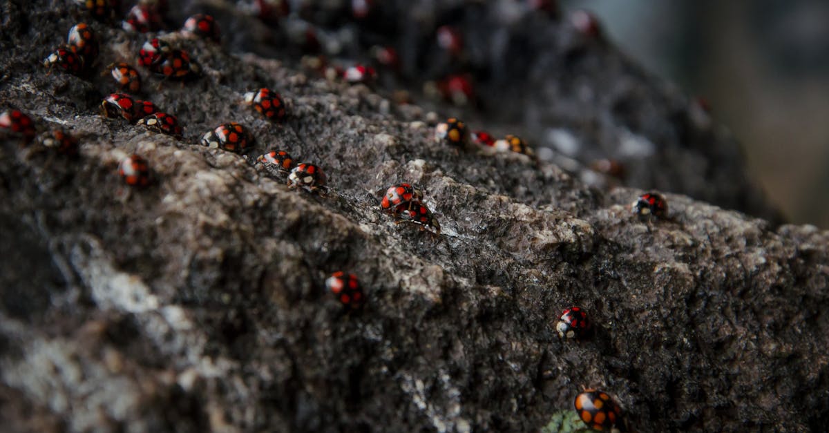 découvrez l'univers fascinant des coccinelles, ces petites insectes colorés qui illuminent nos jardins. apprenez tout sur leur habitat, leur rôle dans l'écosystème et les différentes espèces qui peuplent la planète.