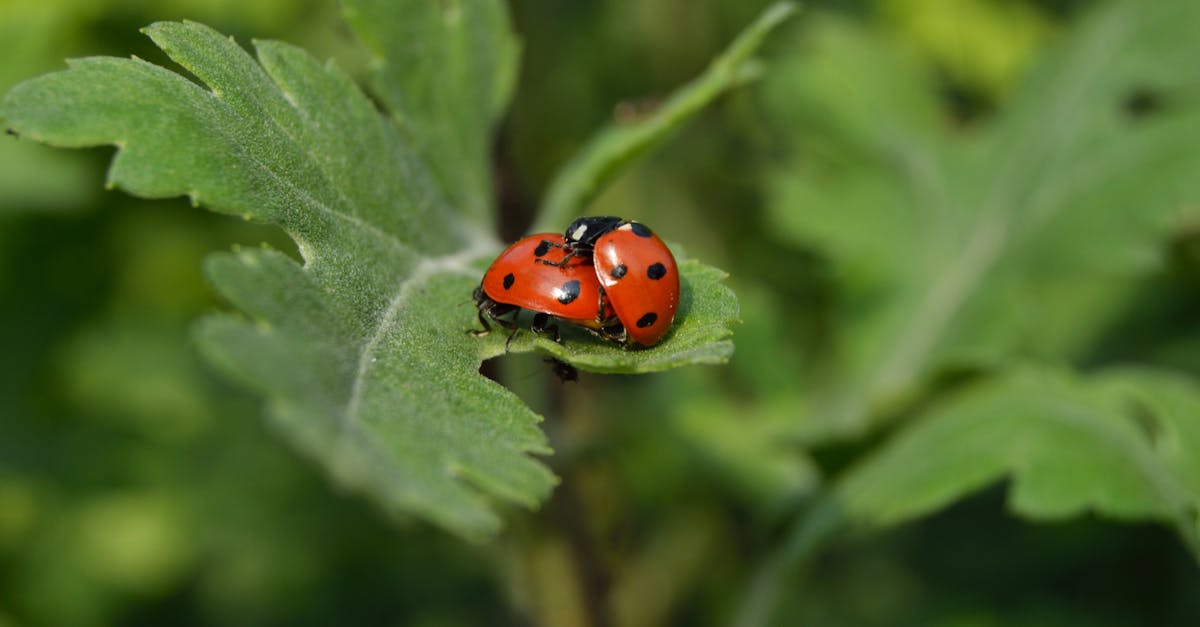 découvrez le monde fascinant des coccinelles, ces petits insectes aux couleurs vives et à la beauté charmante. apprenez tout sur leur habitat, leur rôle bénéfique dans la nature et les raisons pour lesquelles elles sont tant appréciées des jardiniers et des amoureux de la biodiversité.