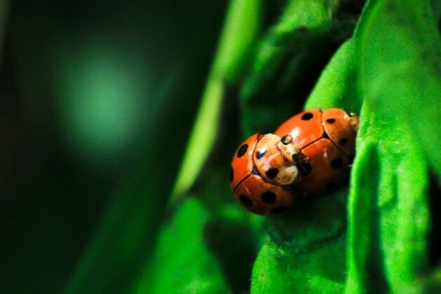 Pourquoi les coccinelles sont-elles considérées comme porte-bonheur ?