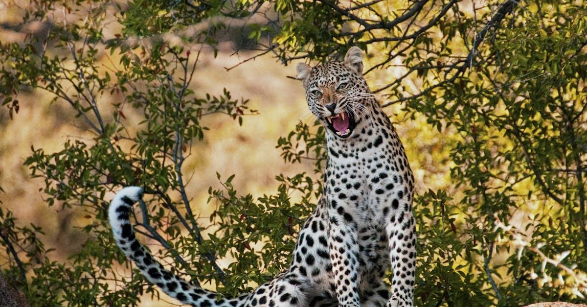 découvrez le léopard, un félin majestueux et mystérieux, caractérisé par son pelage tacheté et sa puissance. plongez dans son habitat naturel, son comportement fascinant et les efforts de conservation pour protéger cette espèce emblématique.