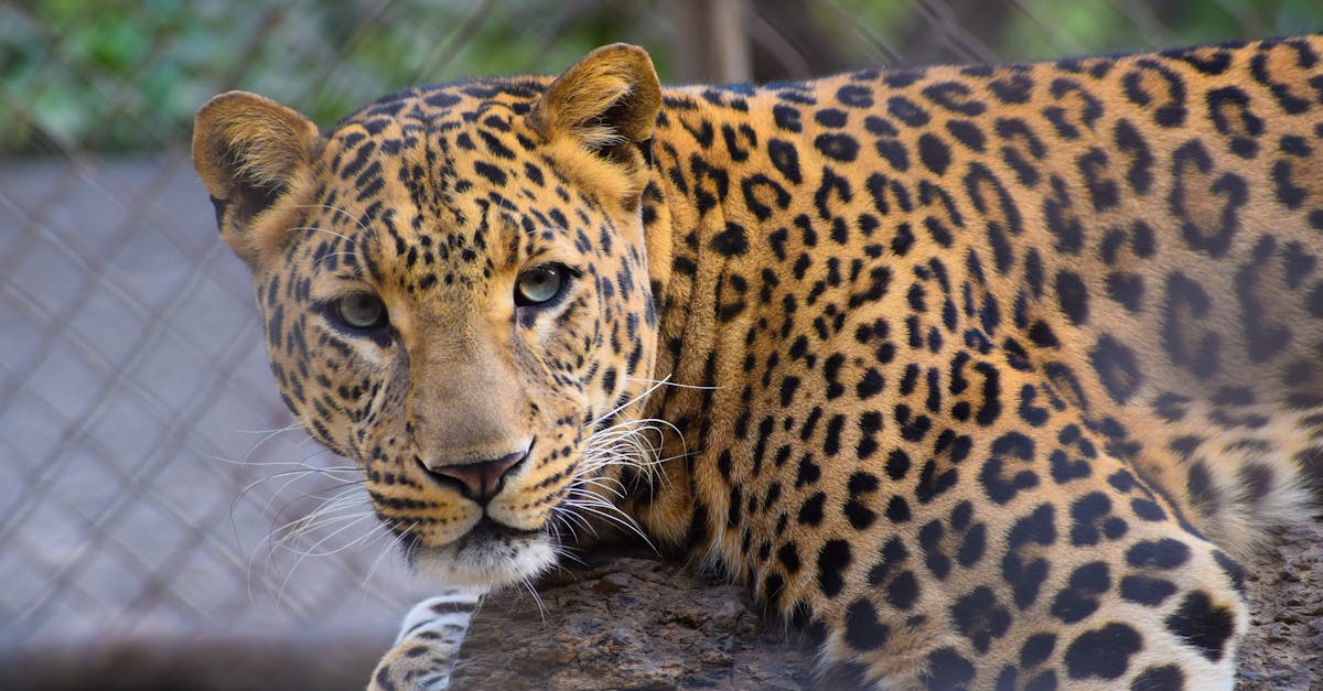 découvrez le monde fascinant du léopard, un félin majestueux connu pour sa beauté et sa puissance. apprenez-en plus sur son habitat, son comportement, et les efforts de conservation pour protéger cette espèce emblématique.