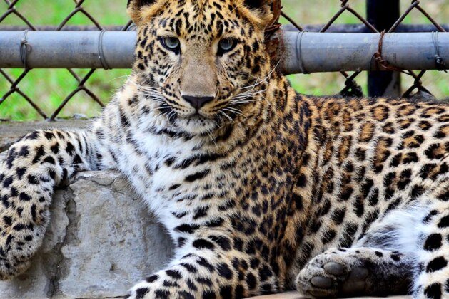 Quelle est la différence entre un léopard et une panthère ?