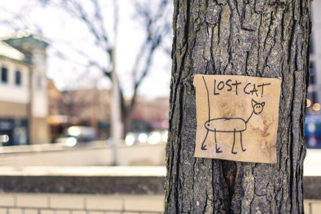 Combien de temps un chat peut-il s’absenter avant de rentrer à la maison ?