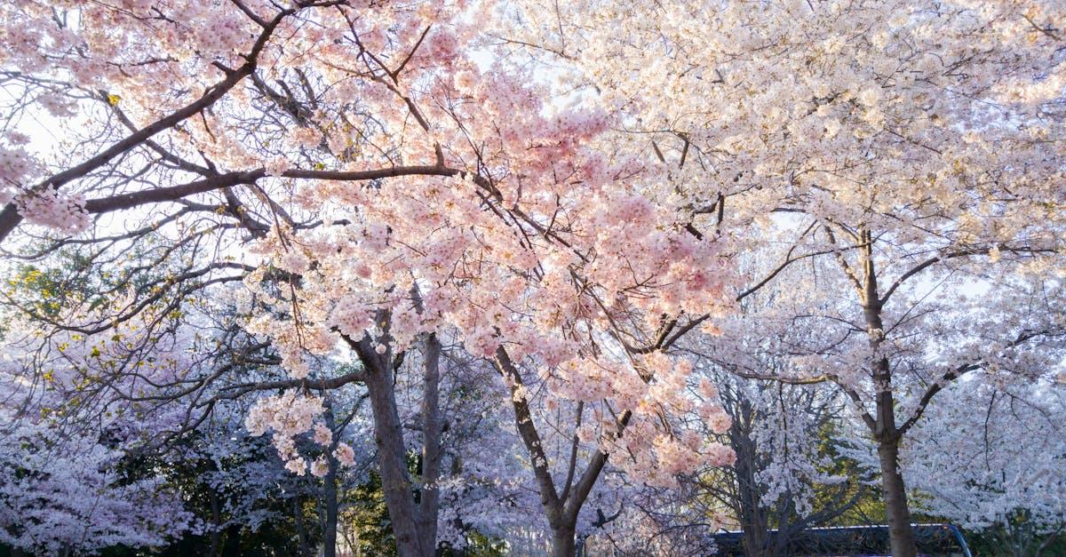 découvrez l'histoire fascinante des hymnes nationaux à travers le monde, leur signification, et leur rôle emblématique dans l'identité culturelle de chaque pays.