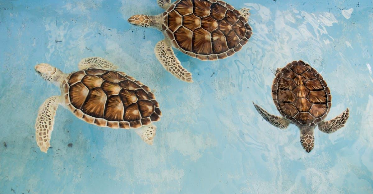 découvrez l'univers captivant des tortues ninja, des héros emblématiques du monde du divertissement. plongez dans leurs aventures palpitantes, leur combat contre le mal et leur amitié inébranlable tout en explorant les différentes variantes de ces tortues légendaires et leur impact sur la culture pop.