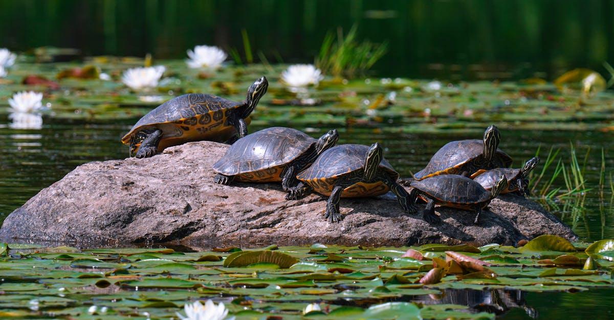 découvrez l'univers fascinant des tortues ninja, des héros emblématiques du monde du divertissement. plongez dans leurs aventures palpitantes, leur lutte contre le mal et leur amitié indéfectible. un voyage captivant entre action, humour et enjeux émotionnels.