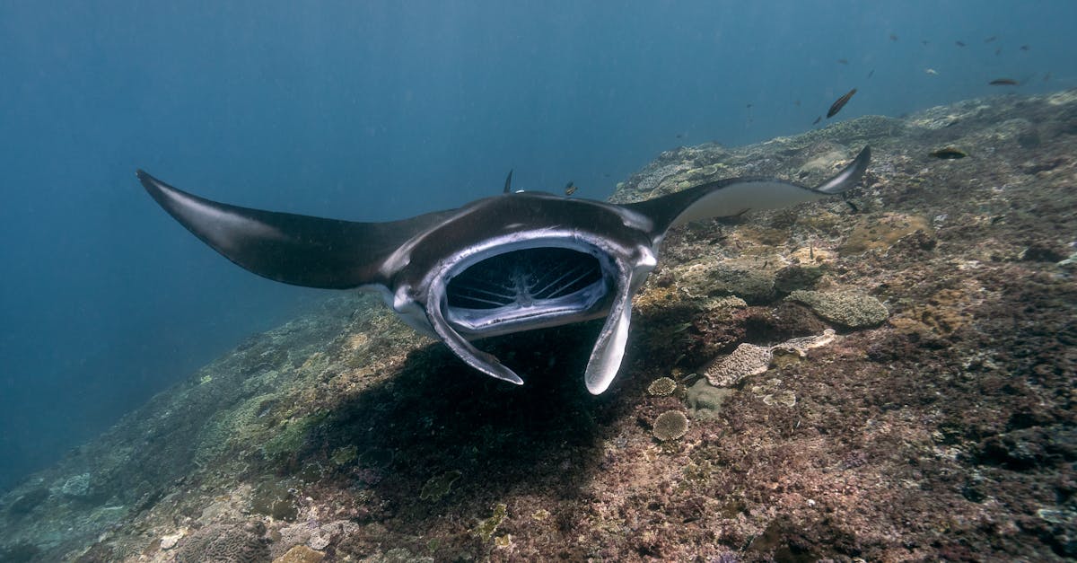 découvrez les mystères des profondeurs océaniques à travers notre exploration des océans, de leurs diverses couches et de la vie fascinante qui s'épanouit dans les abysses. plongez avec nous dans l'inconnu et apprenez-en davantage sur l'importance des océans pour notre planète.