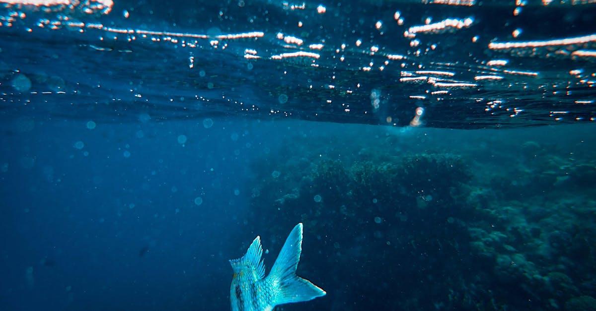 découvrez les mystères des profondeurs océaniques, explorez les abysses marins et apprenez-en plus sur les écosystèmes fascinants qui s'y cachent. plongez dans un monde où la vie s'épanouit dans l'obscurité et découvrez les secrets des profondeurs de l'océan.