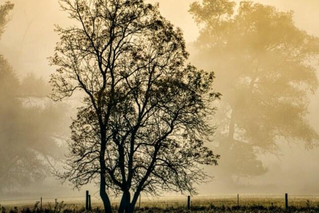 Pourquoi le terme « secret de polichinelle » est-il si populaire ?