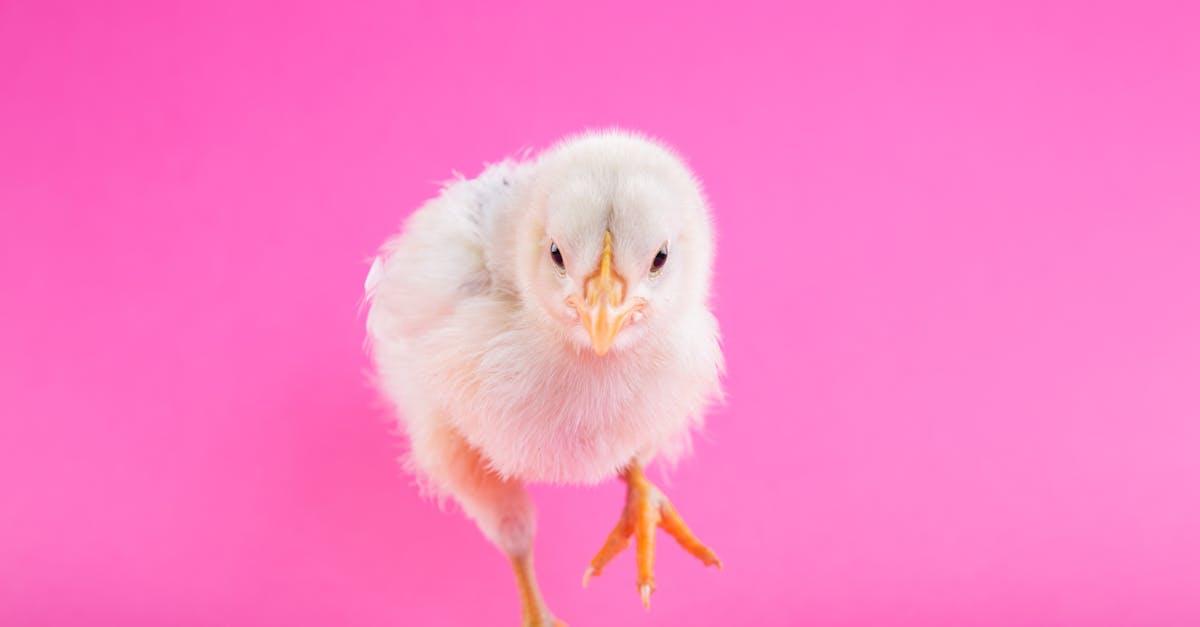 découvrez le monde fascinant des poussins d'autruche : leur habitat, leur comportement et les soins nécessaires pour les élever. apprenez tout sur ces jeunes oiseaux impressionnants et leur importance dans la biodiversité.