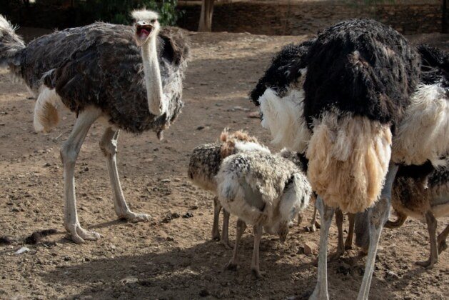 Découvrez le nom du bébé autruche : fascinante révélation