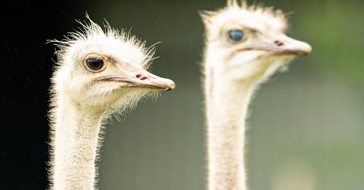 découvrez le fascinant monde des poussins d'autruche, ces jeunes oiseaux emblématiques. apprenez tout sur leur croissance, leurs comportements et leur habitat, ainsi que des conseils pratiques pour leur élevage.