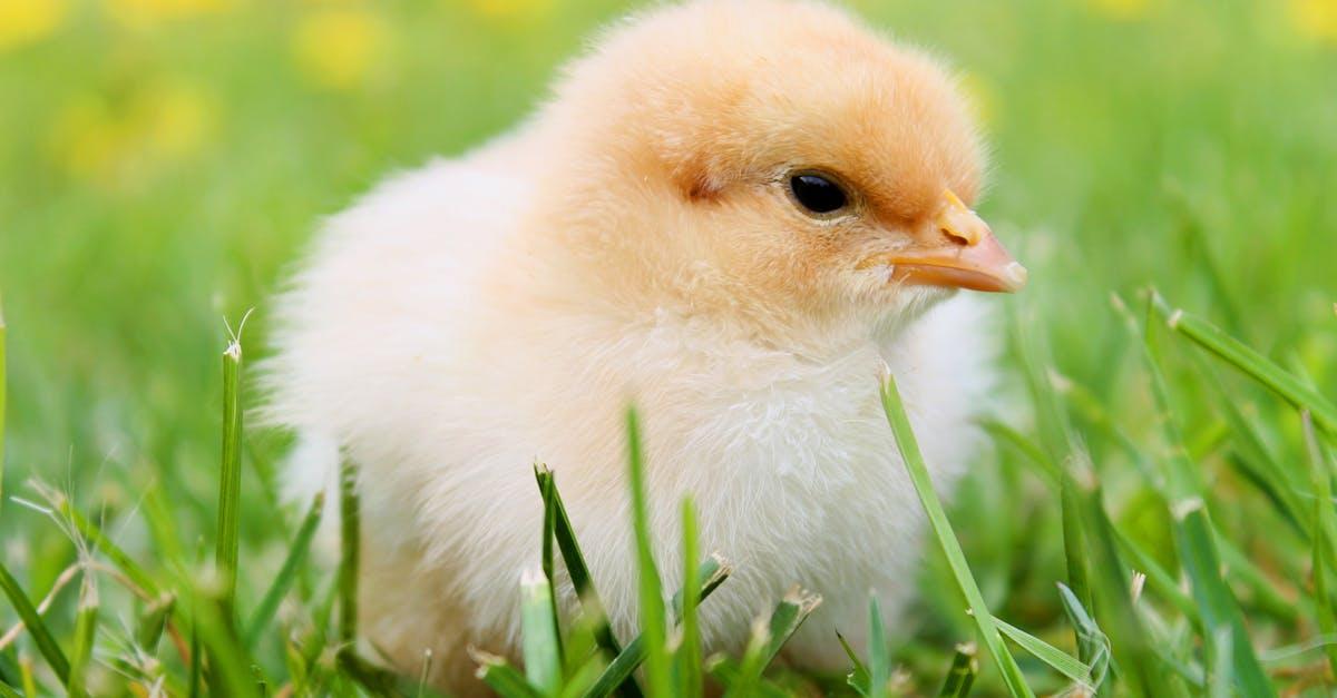 découvrez le monde fascinant des poussins d'autruche, ces charmantes créatures aux grandes pattes et au plumage unique. apprenez tout sur leur croissance, leur habitat et les soins nécessaires pour élever ces oiseaux impressionnants.