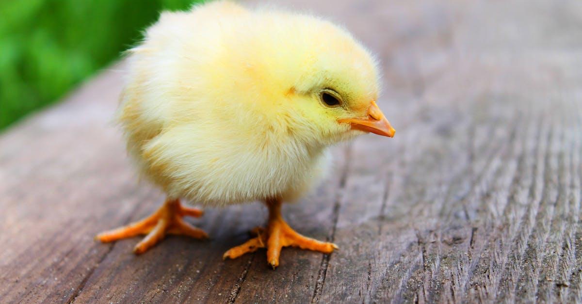découvrez le monde fascinant des poussins d'autruche, ces jeunes oiseaux aux caractéristiques surprenantes, leur habitat naturel, leur alimentation et leur croissance. apprenez tout sur leur développement et les soins nécessaires pour leur épanouissement.