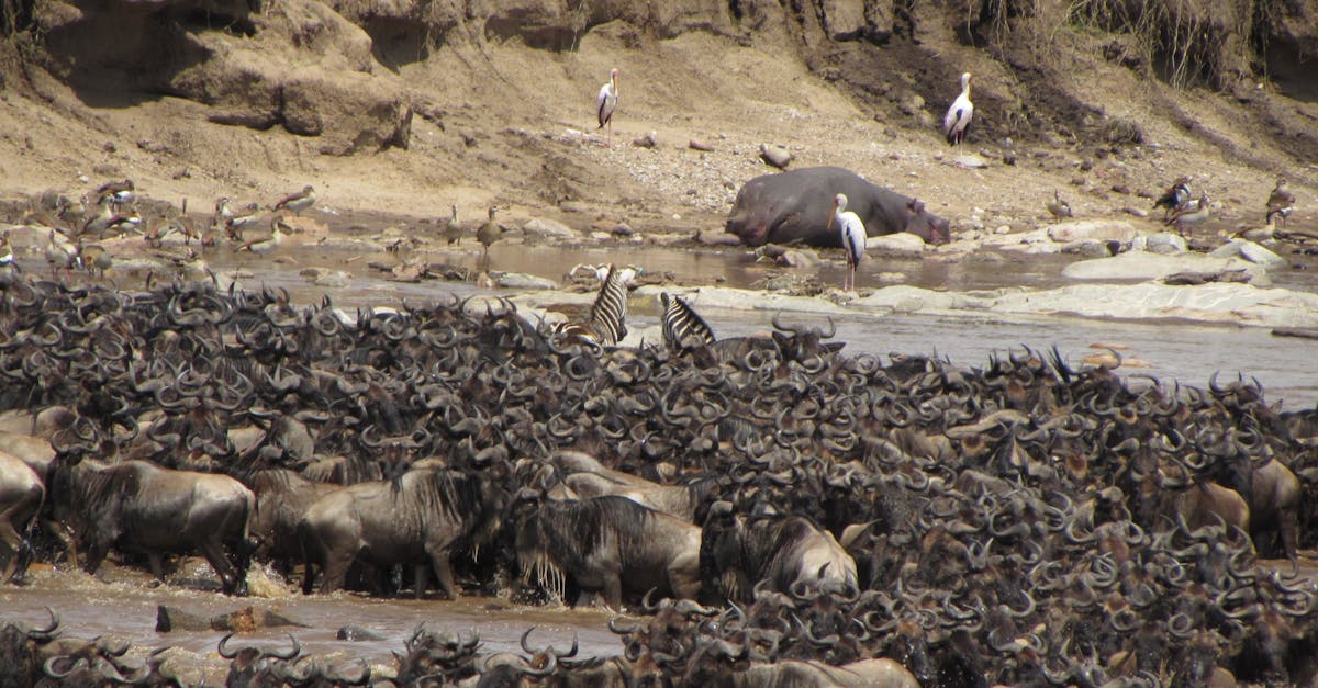 découvrez les territoires d'outre-mer, une richesse culturelle et naturelle unique. explorez les paysages, les traditions et les opportunités offertes par ces régions fascinantes qui font partie intégrante de la france.