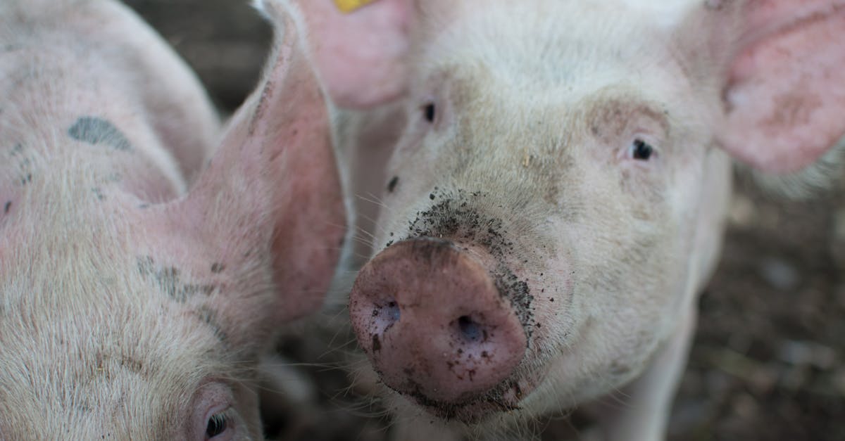 découvrez l'univers fascinant du cochon, un animal aux multiples facettes, de son élevage à son rôle culturel. apprenez-en davantage sur son alimentation, ses comportements et l'importance du cochon dans notre société.