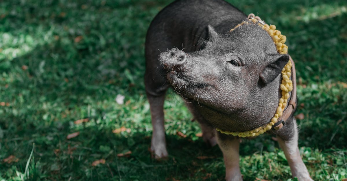 découvrez tout sur le monde fascinant des cochons : des faits surprenants, leur élevage, leur comportement et l'importance de cet animal dans l'agriculture et la culture française.